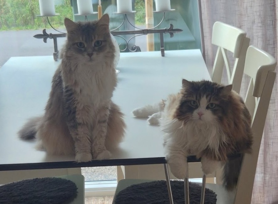 Sibirisk katt Utopia o Salsa